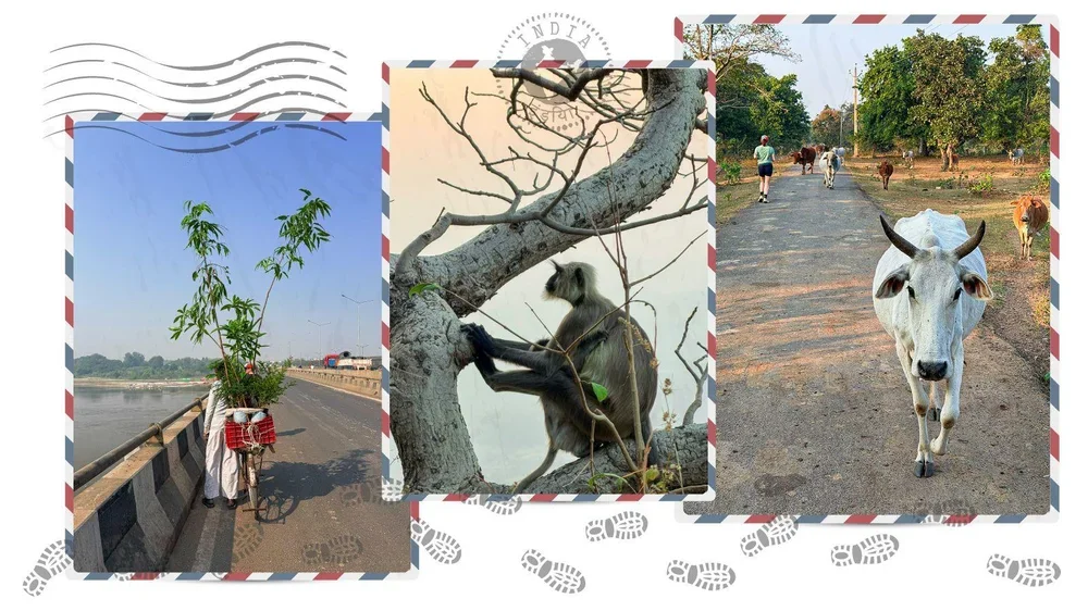Animals on the road, a monkey in the tree and a bicycle laden with greenery